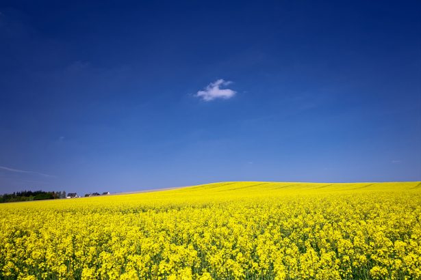 Champs de colza jaune, ciel bleu, un nuage blanc